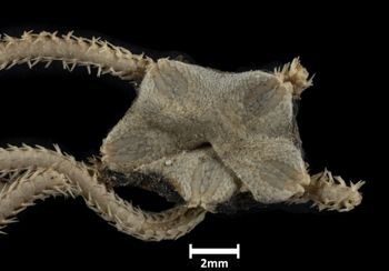 Media type: image;   Invertebrate Zoology OPH-3164 Description: Top of brittle star with a close up view of the disc.;  Aspect: dorsal disk